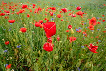 Poppy field. red flowers bloom in a field on a warm summer day.