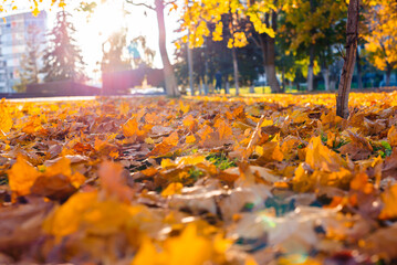 Golden, yellow leaves lie on the path in the autumn park