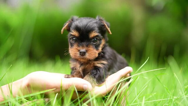 A cute, small, fluffy Yorkshireman terrier puppy sits in the guy's arms looking at the camera on a sunny summer afternoon against a green, floral garden.