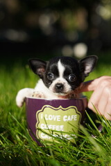 A funny, quirky, small, black and white chihuahua puppy, sitting in a purple cup against a background in green grass. Close up