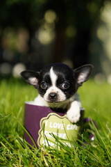 A funny, quirky, small, black and white chihuahua puppy, sitting in a purple cup against a background in green grass. Close up