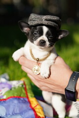 A funny, quirky, small, black and white chihuahua puppy, wearing a gray miniature cap on his head and a golden pendant around his neck, sits in the man's hand against a background in green grass.
