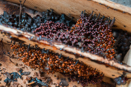 Detail of stingless beekeeping trigona producing one of the finest honey and pollen in a propolis bag, selective focus, close up image