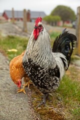 Rooster and hen on the ground of farm in the summer on the island of Jurmo, Archipelago National Park, Finland.