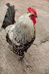 Rooster on the ground of farm in the summer on the island of Jurmo, Archipelago National Park, Finland.
