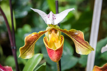 Orchid flower, Hybrid American Paphiopedilum