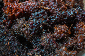 Detail of stingless beekeeping trigona producing one of the finest honey and pollen in a propolis bag, selective focus, close up image