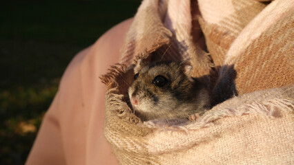 Cute hamster. Portrait of a pets.
