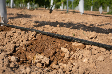 Drip irrigation close-up on a field with young grapes.