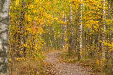 autumn in the forest