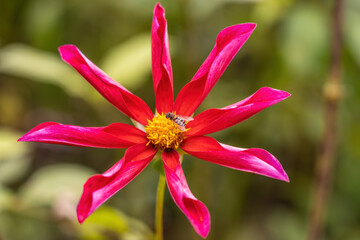 red flower closeup