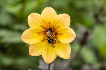 bumblebees on yellow flower