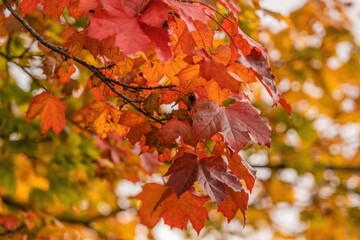 autumn leaves on the tree