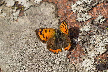 Fototapeta na wymiar Butterfly on a rock