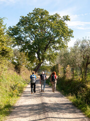 Italia, Toscana, Firenze, Trekking nella campagna di Certaldo.