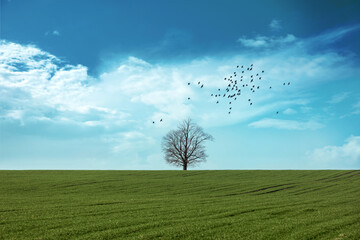 samotne drzewo na środku pola na tle pięknego nieba	i lecące ptaki - obrazy, fototapety, plakaty