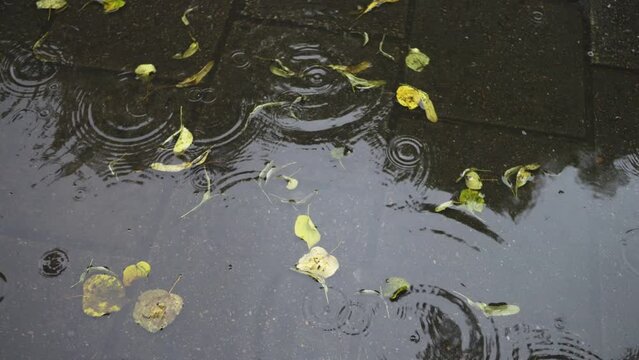 Rainy day in the city, raining in the pond