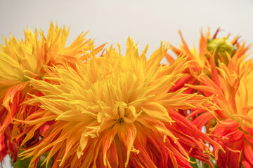 Obraz premium Bright orange autumn flowers as background.