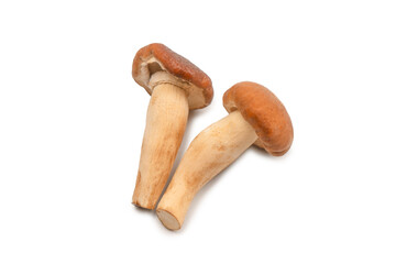 Raw honey mushroom isolated on a white background.