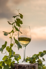 Hungarian white wine in nature