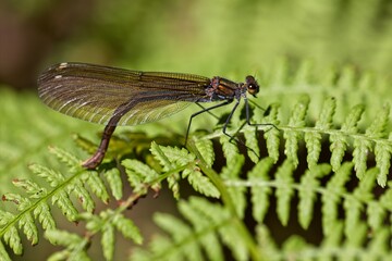 Dragonfly on a green leaf in the forest.
