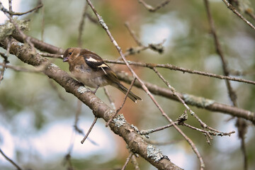 Chaffinch young on a branch in the forest. Brown, gray, green plumage. Songbird