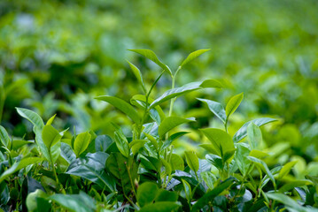 background, nature, leaf, beauty, mountain, tea, green, india, farm, agriculture, plant, tropical, asian, environment, field, beautiful, natural, season, farming, plantation, agricultural, hill, highl