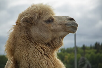 Bactrian camel in the Karelian zoo.