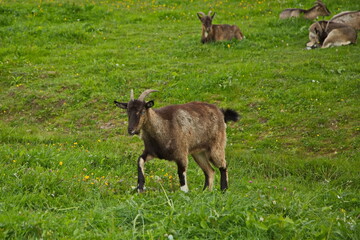 Herbivores in the Karelian zoo.