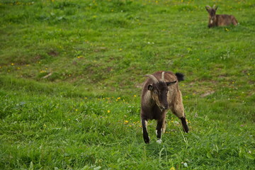 Fototapeta premium Herbivores in the Karelian zoo.