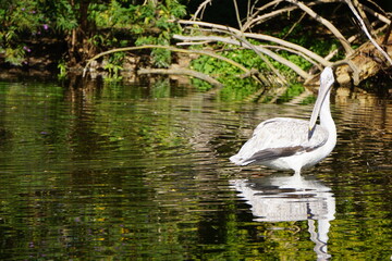Aufnahme eines Pelikans schwimmend auf grünem Gewässer