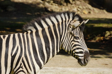 Fototapeta na wymiar Aufnahme eines Zebra Kopfes das nach rechts schaut