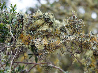 A dense moss of various structures that is parasitic on a tree branch.