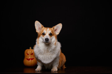 A corgi breed dog with a pumpkin for Halloween. A dog and a pumpkin on a black background. The concept of a scary and cheerful holiday.