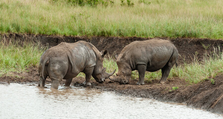 Naklejka na ściany i meble White Rhino mother and calf, baby at a waterhole