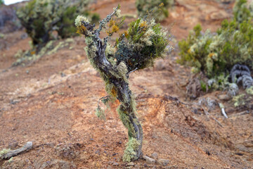 A unique small laurel covered with moss.