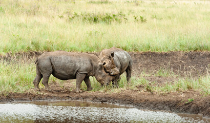 White Rhino mother and calf, baby at a waterhole