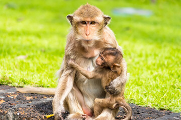 Thailand Lopburi Monkey at lopburi Thaialnd.