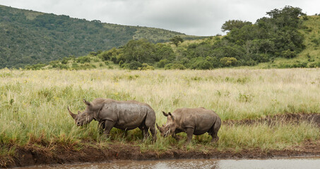 Obraz premium White Rhino being followed by its calf along side a waterhole