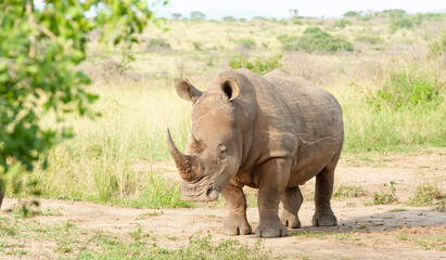 Fototapeta premium Solitary White Rhino 