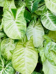 Caladium green plant background. Poplar ornamental plants for their large, arrowhead-shaped leaves marked in varying patterns in white, pink, and red.