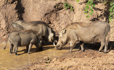 Fototapeta premium Family of warthog at a waterhole in the mud
