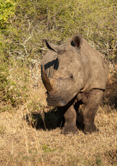 White Rhino in the late afternoon sun