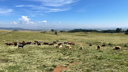 view of llama and long horn cattle in a rolling field in the mountains