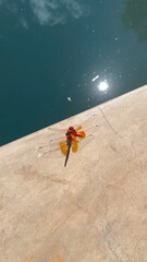 red dragonfly with transparent wings and reflection sitting by water