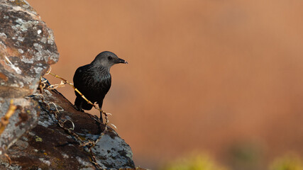 A Starling sitting on a rock in the early morning light