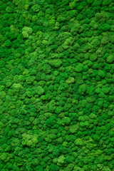 Inner wall made of green moss. Decorative background.