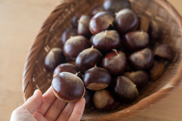 手に持った大粒の栗　利平栗