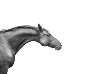 Obraz na płótnie Canvas Black horse head with a beautiful neck, isolated