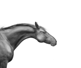 Black horse head with a beautiful neck, isolated